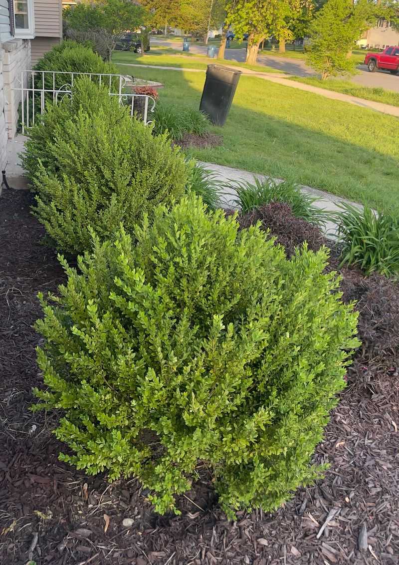 Boxwood