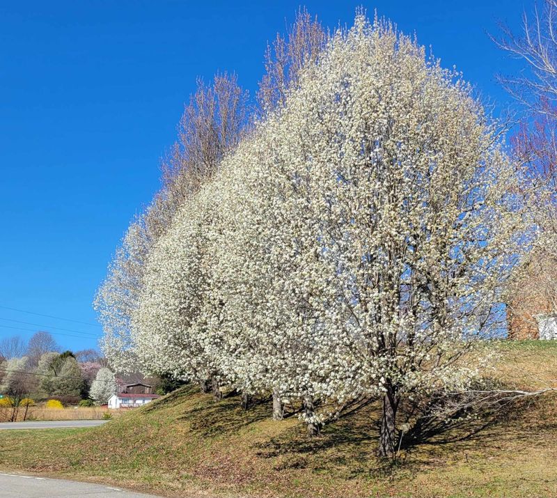 Bradford Pear