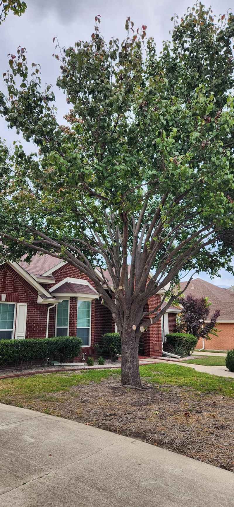 Bradford Pear