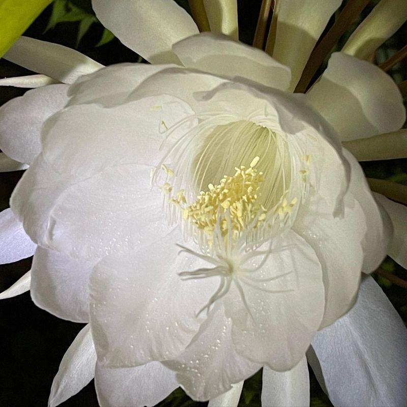 Brahma Kamal