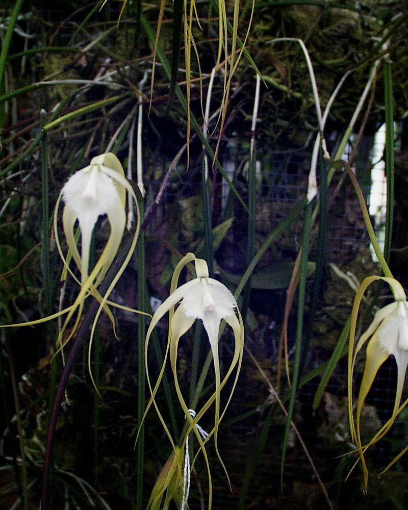 Brassavola Orchid