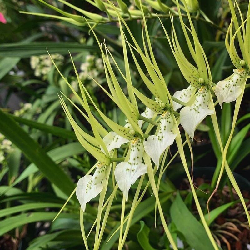 Brassia (Spider Orchid)