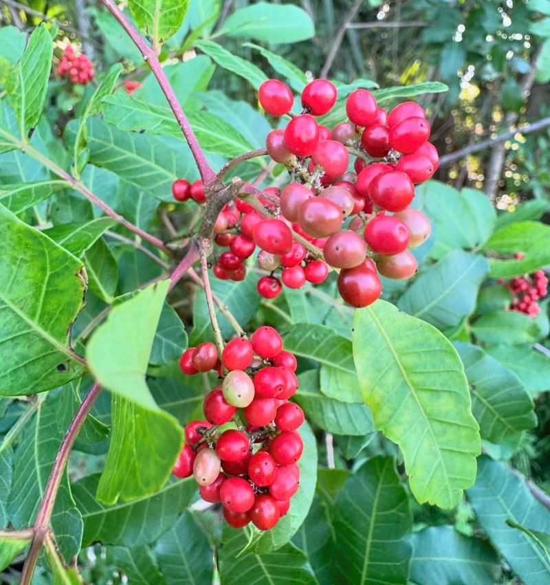 Brazilian Pepper Tree