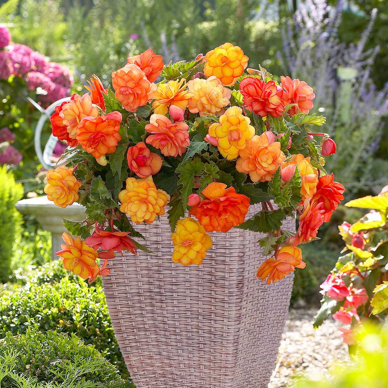 Bright Begonia Boxes