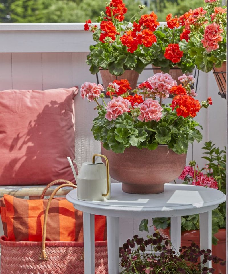 Bright Geranium Tubs