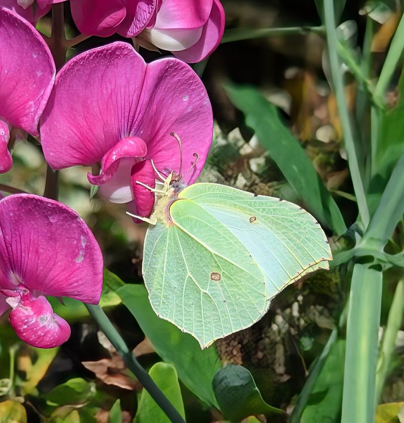 Brimstone Butterfly