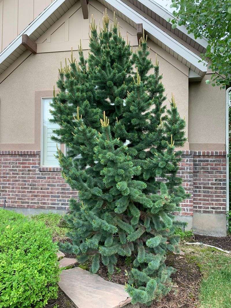 Bristlecone Pine