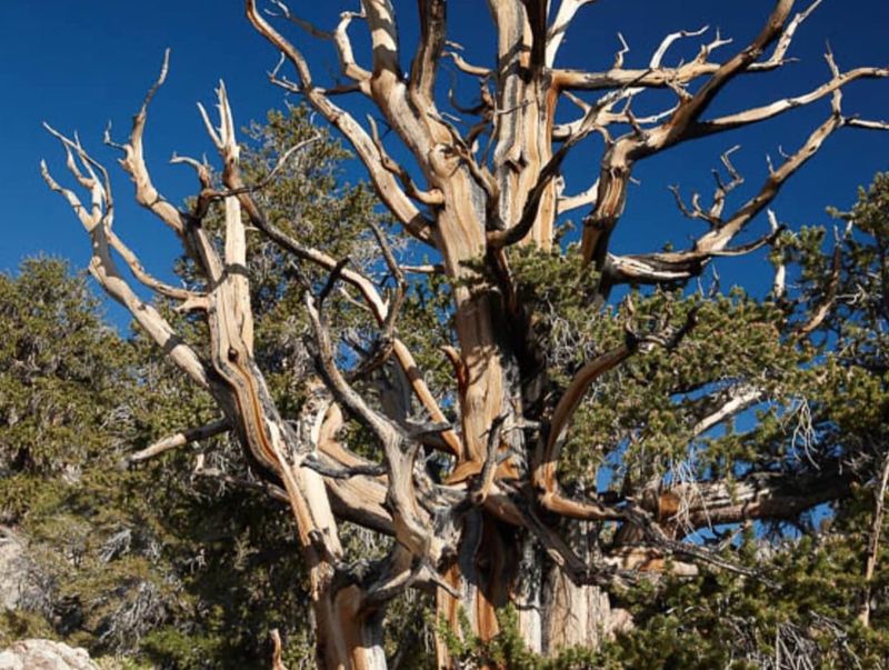 Bristlecone Pine