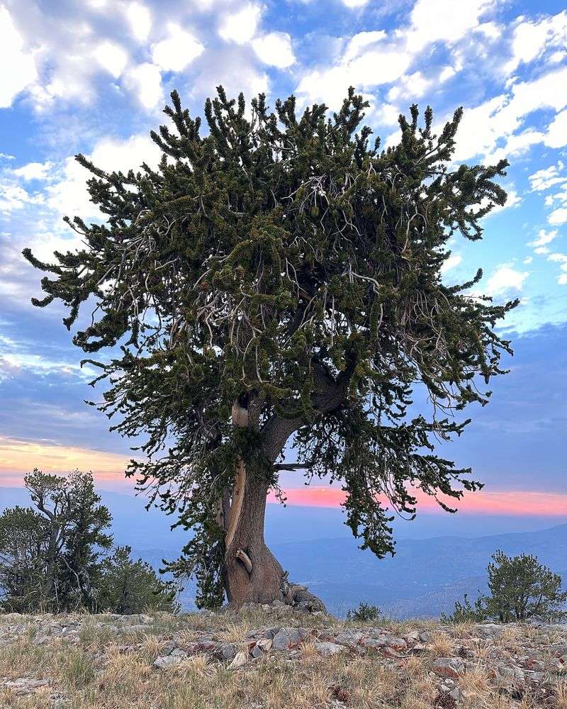 Bristlecone Pine