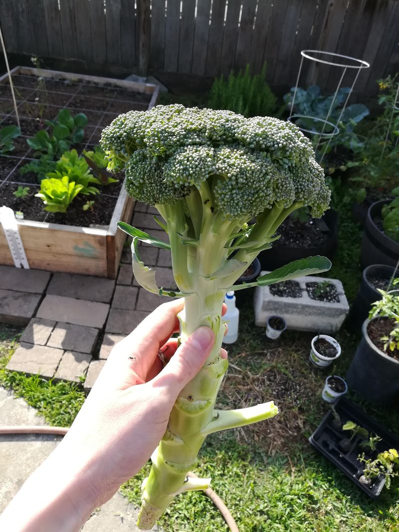 Broccoli