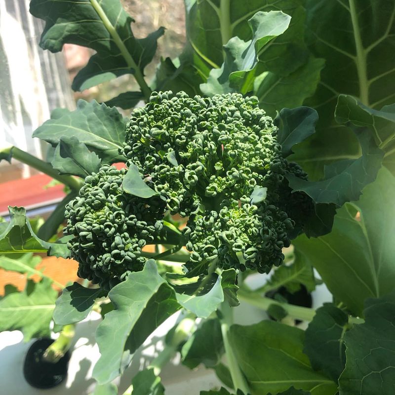 Broccoli