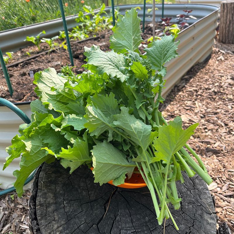 Broccoli Rabe