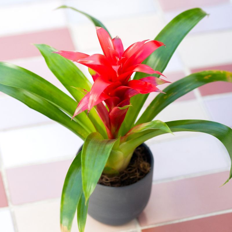 Bromeliad