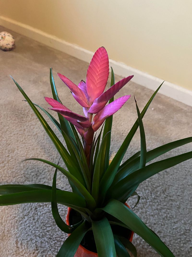 Bromeliad