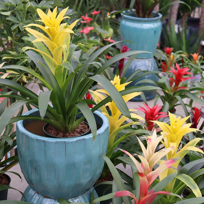 Bromeliad