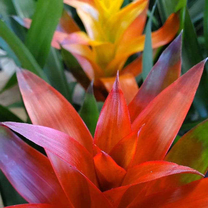 Bromeliad