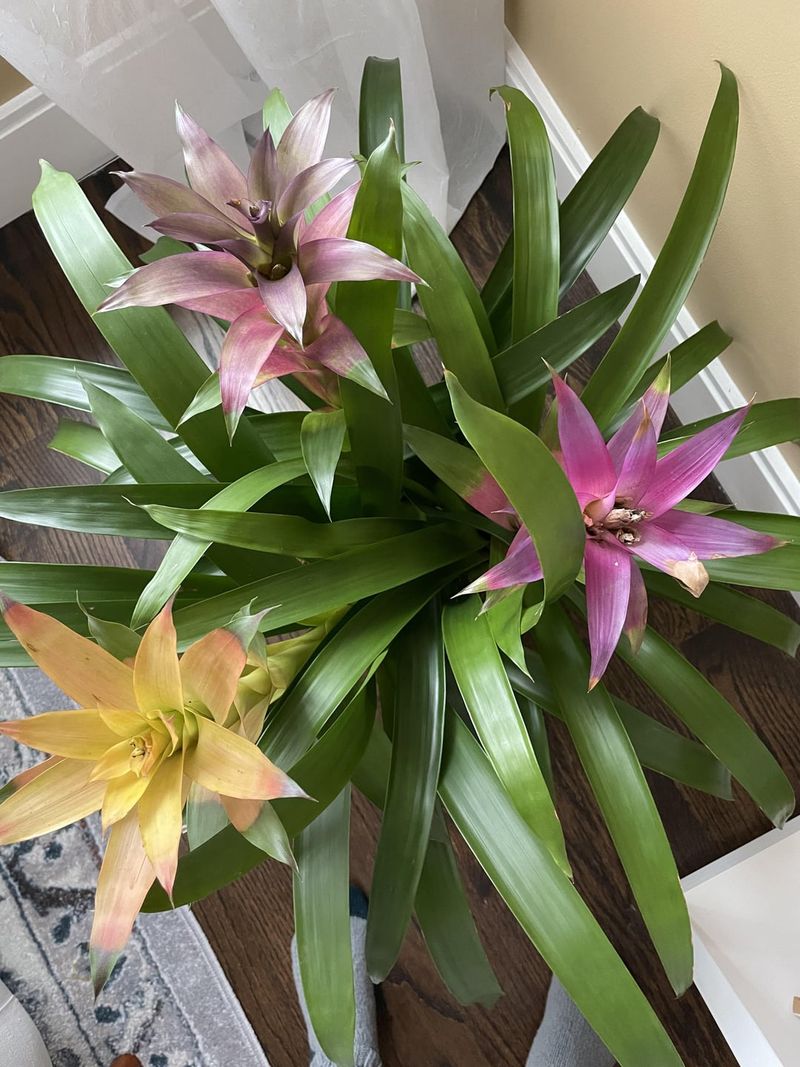 Bromeliad