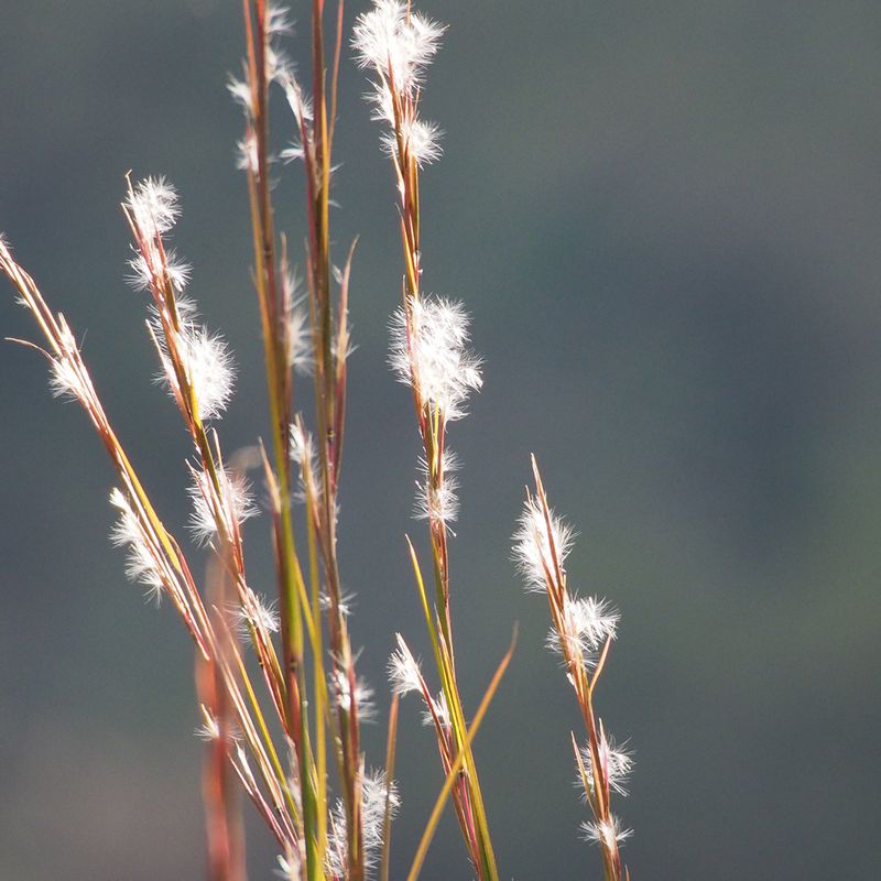 Broom Sedge