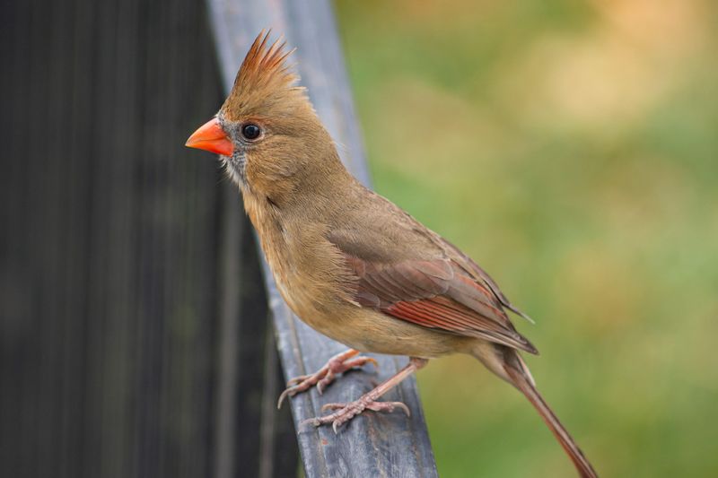 Brown Cardinal