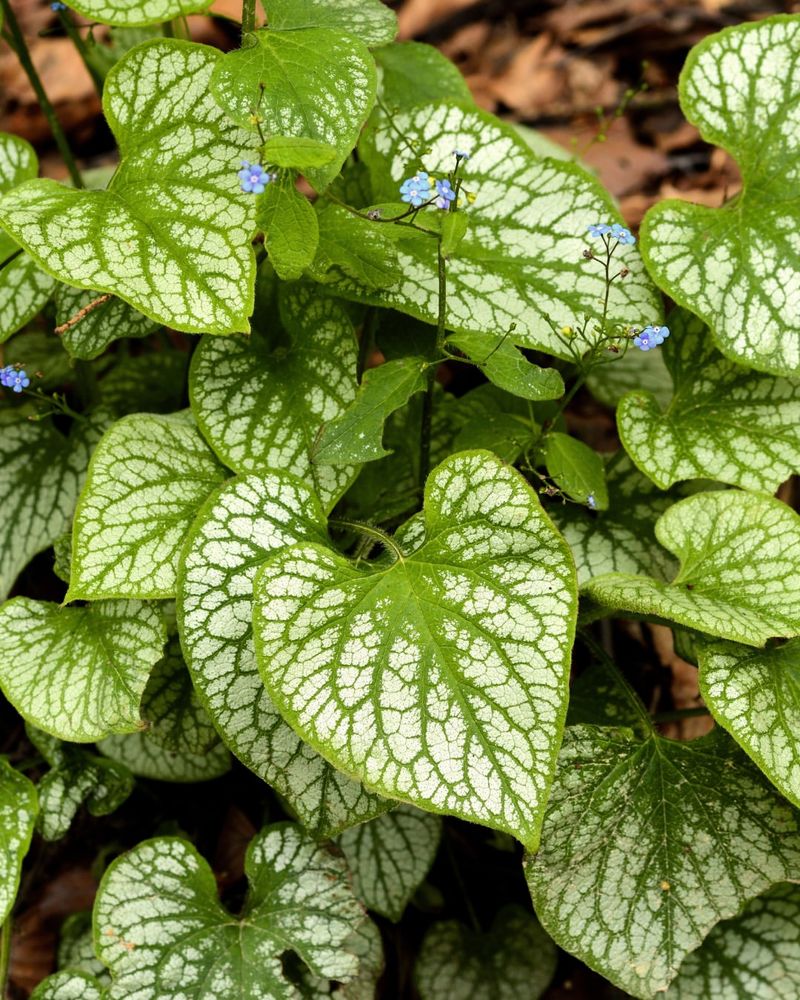 Brunnera