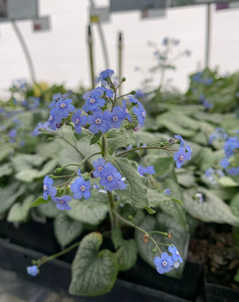 Brunnera