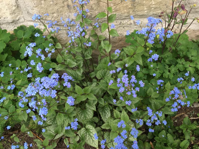 Brunnera