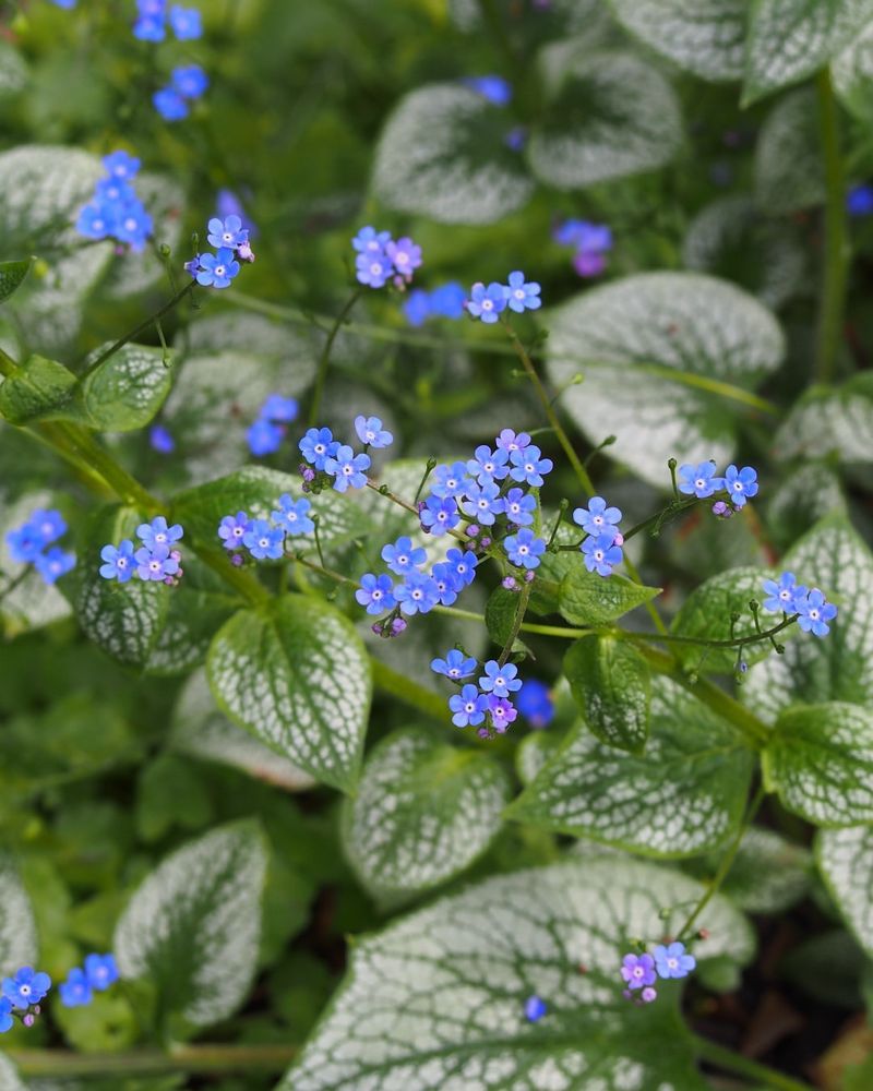 Brunnera