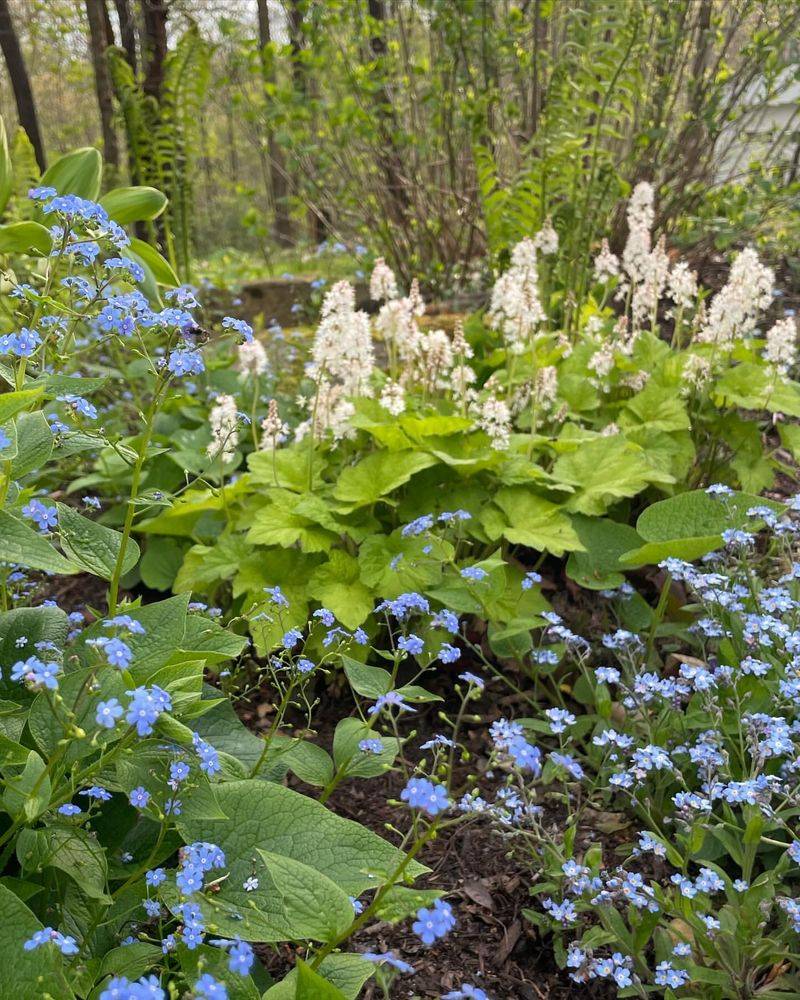 Brunnera Bliss