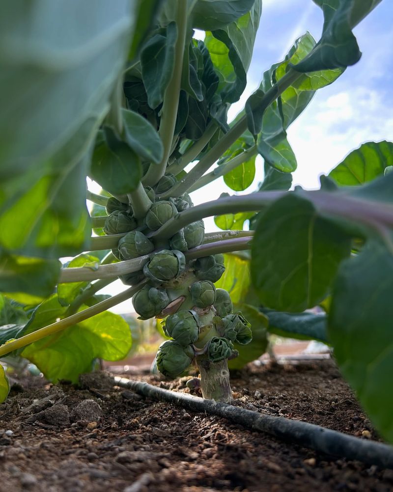 Brussels Sprouts