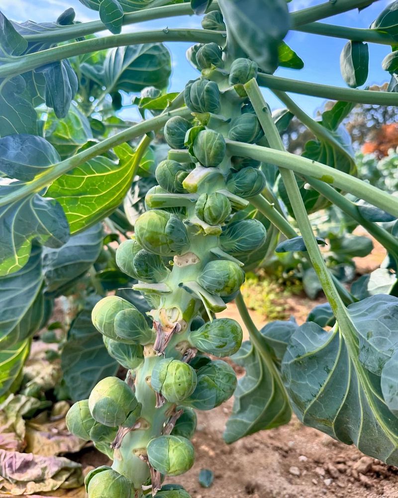 Brussels Sprouts