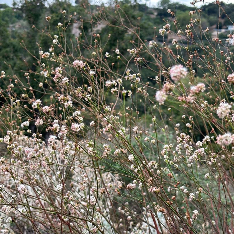 Buckwheat