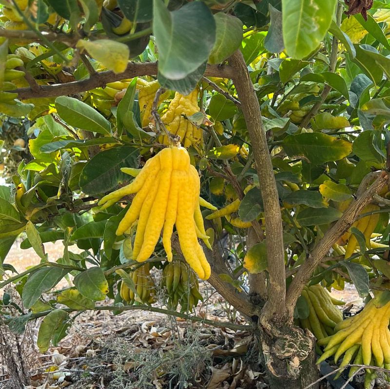 Buddha's Hand