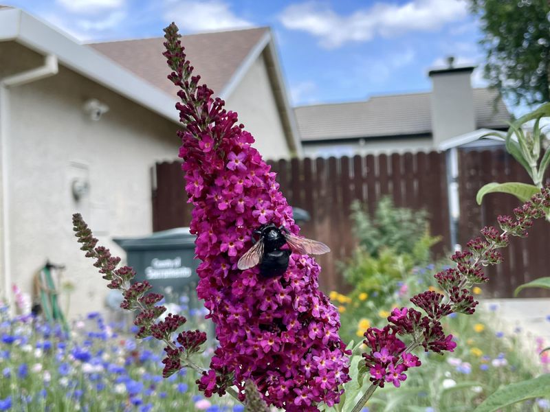 Buddleia