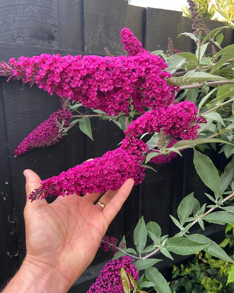 Buddleia