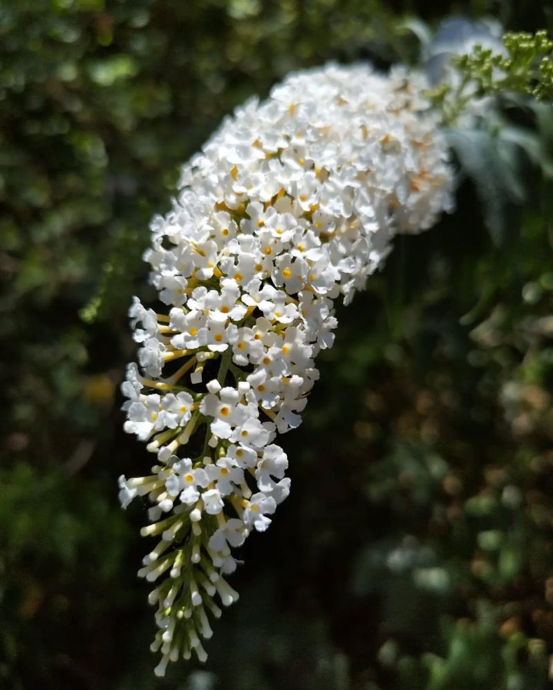 Buddleja davidii 'White Profusion'