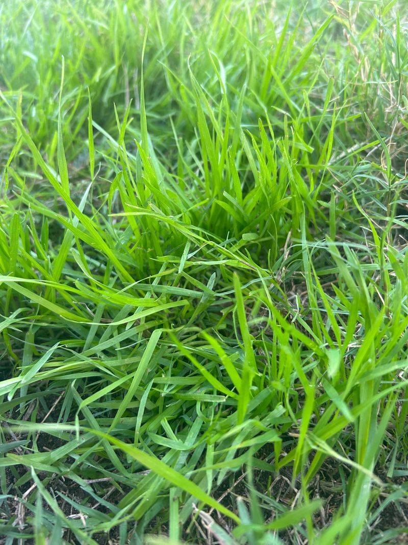 Buffalo Grass