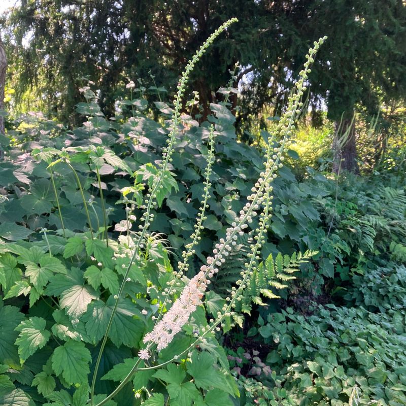 Bugbane