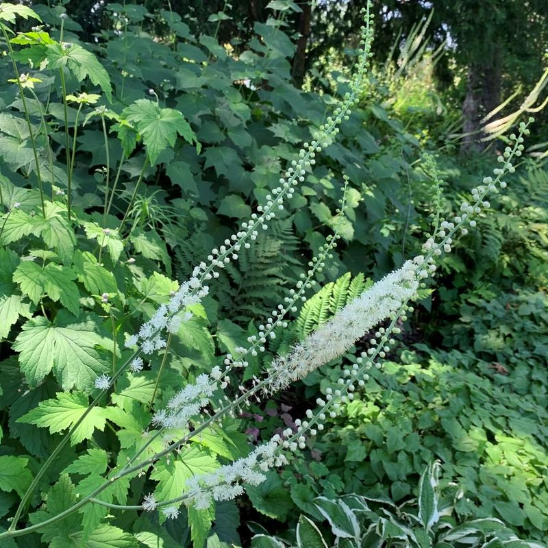 Bugbane (Cimicifuga)