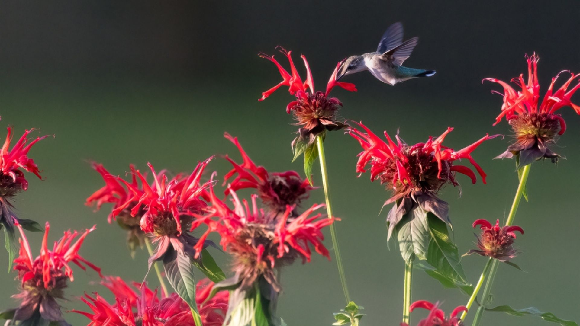 Build The Ultimate Pollinator Garden With These 32 Flowers