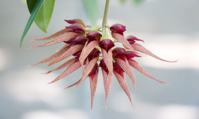 Bulbophyllum Orchid