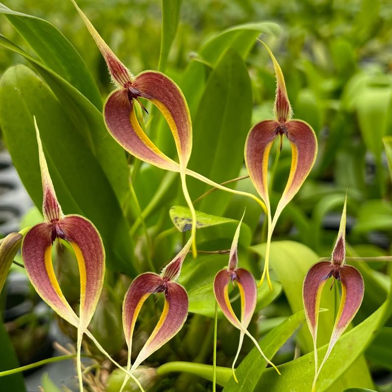 Bulbophyllum Orchid