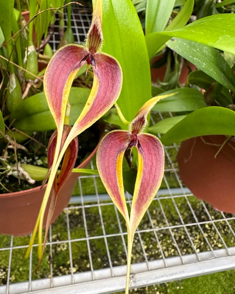 Bulbophyllum