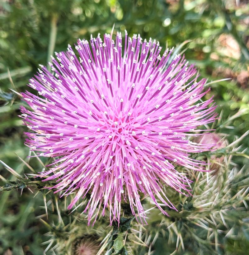 Bull Thistle