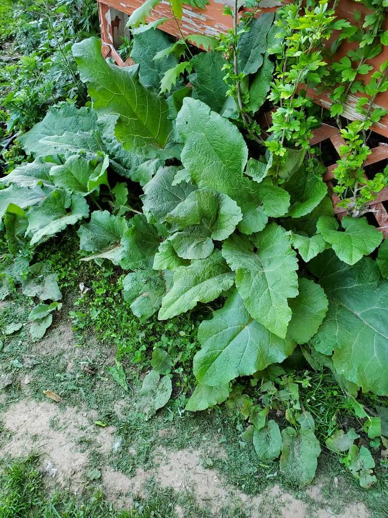 Burdock