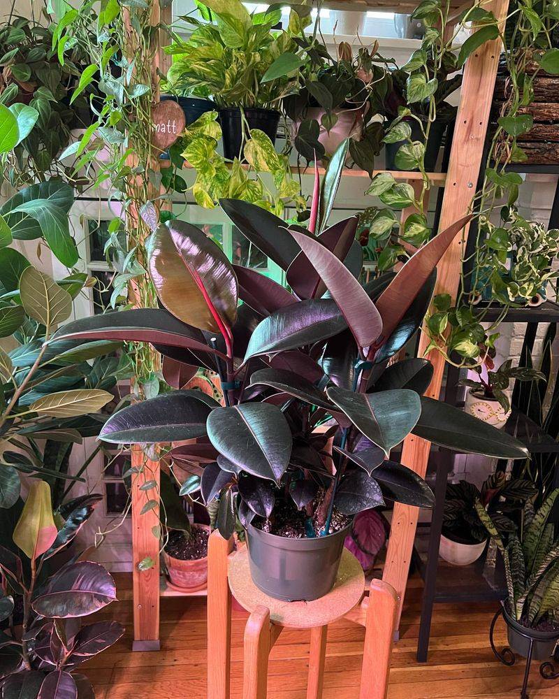 Burgundy Rubber Plant