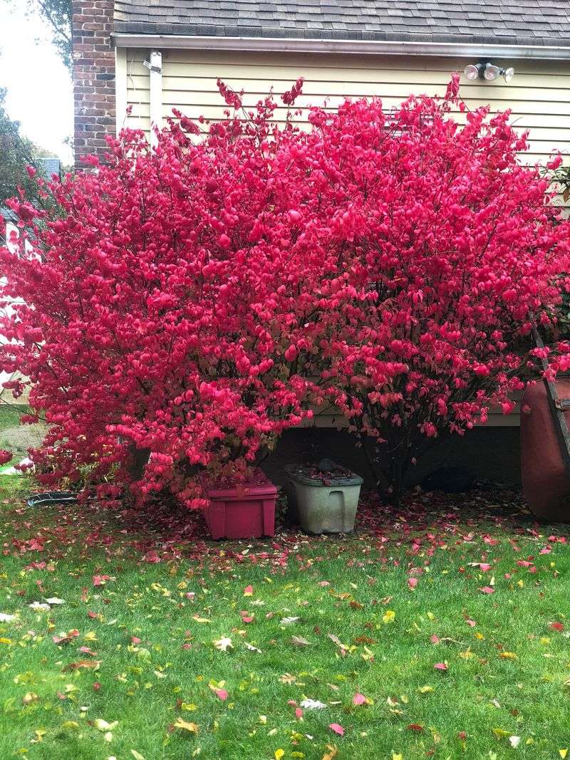 Burning Bush