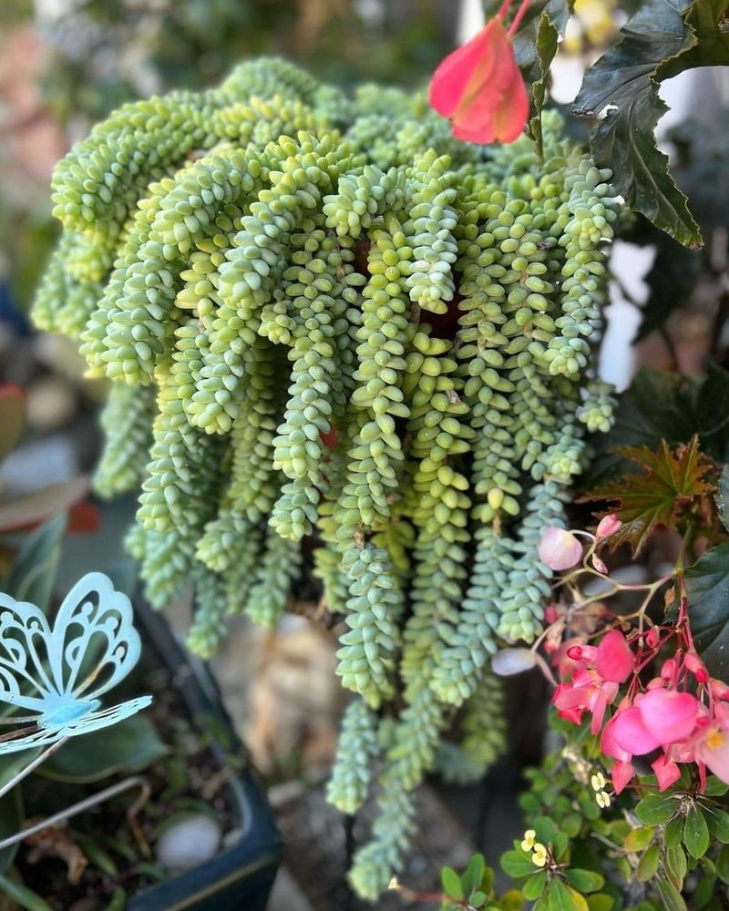 Burro's Tail (Sedum Morganianum)