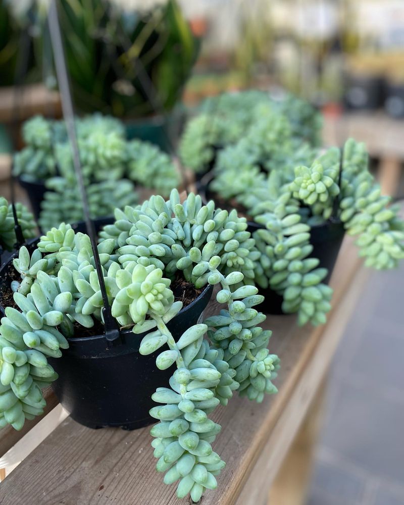 Burro's Tail