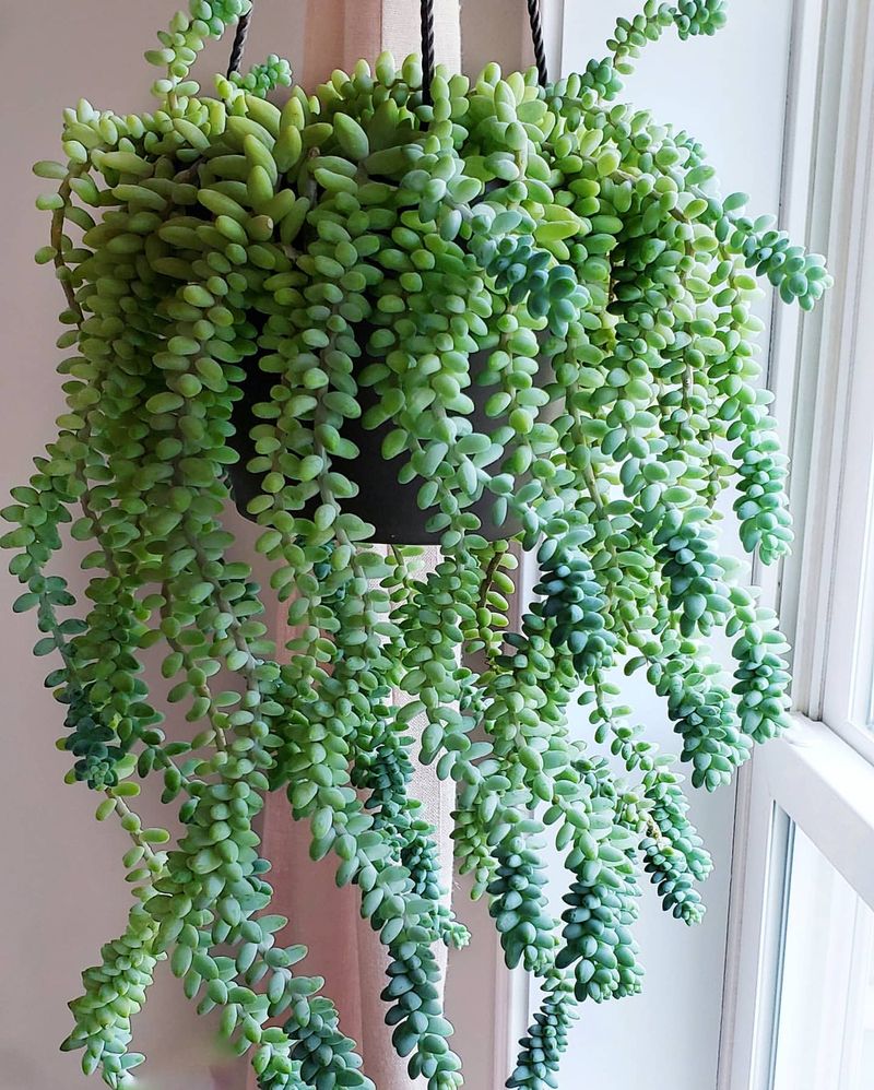 Burro's Tail