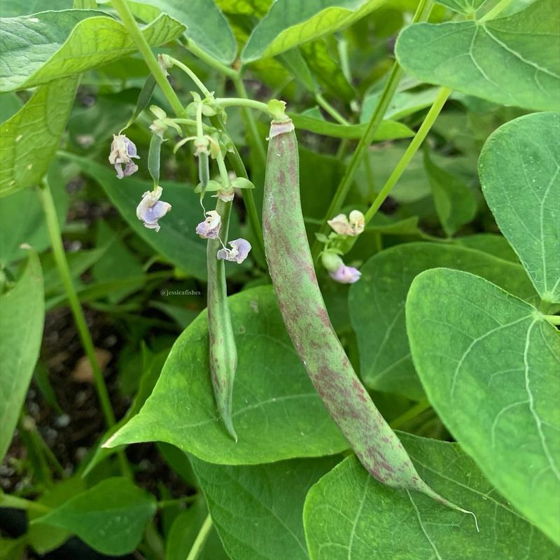 Bush Beans